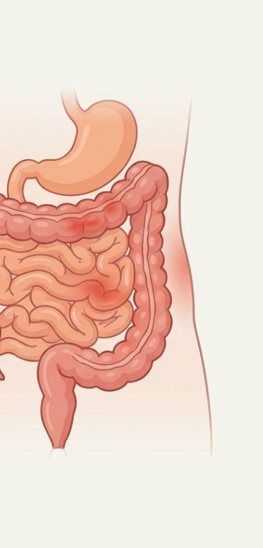 Illustration of the digestive tract